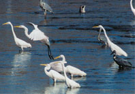 Birdwatching στη λίμνη Κερκίνη
