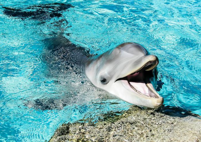 φωτογραφία με δελφίνι