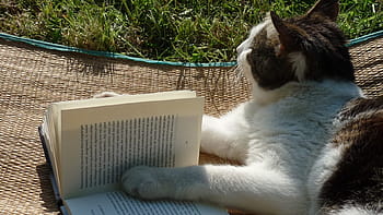 γάτα που διαβάζει βιβλίο