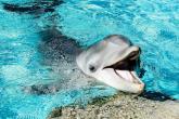 φωτογραφία με δελφίνι